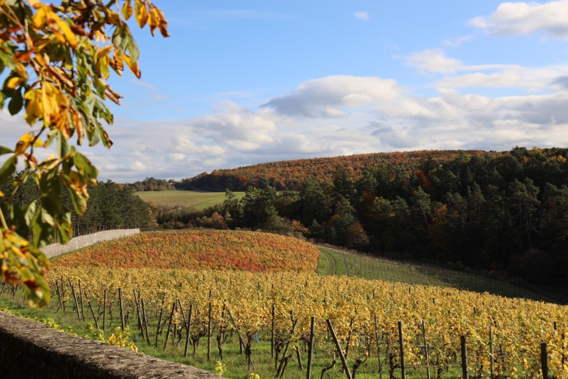 Weinlehrpfad Hammelburg